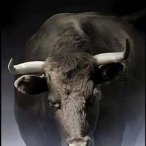 Imagem do curso Mentoria Trader Bear - Vinicius Belmont